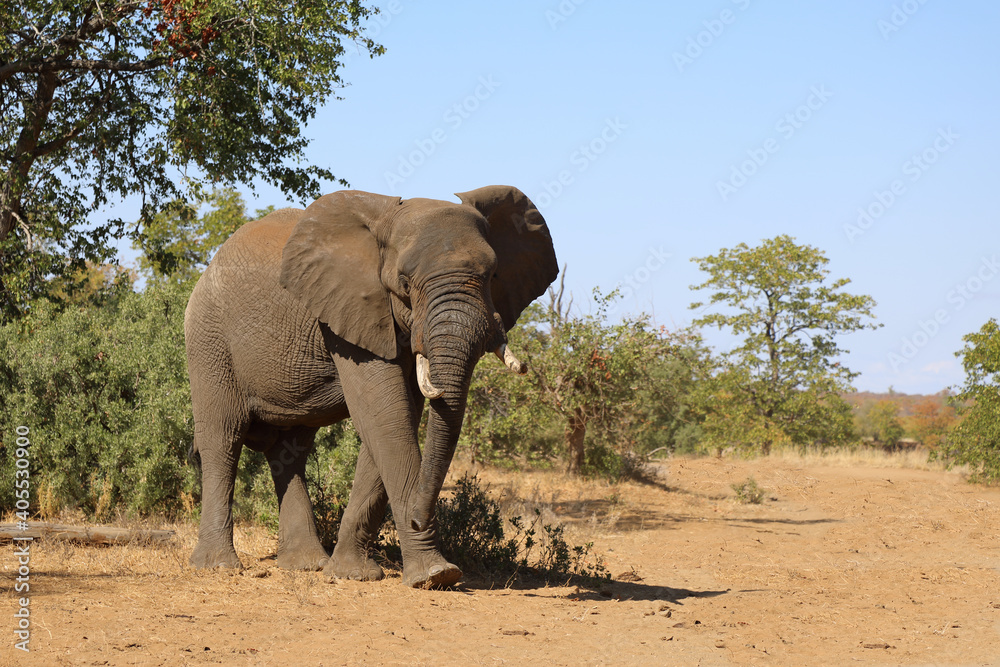 Obraz premium Afrikanischer Elefant / African elephant / Loxodonta africana