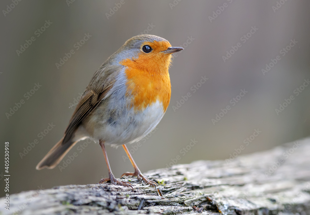 Adult European robin (erithacus rubecula) stands on a dry treee log in dim light Adult European robin (erithacus rubecula) stands on a dry treee log in dim light