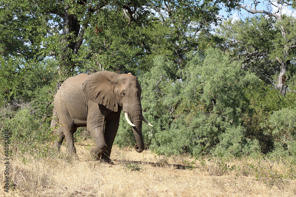 Afrikanischer Elefant / African elephant / Loxodonta africana