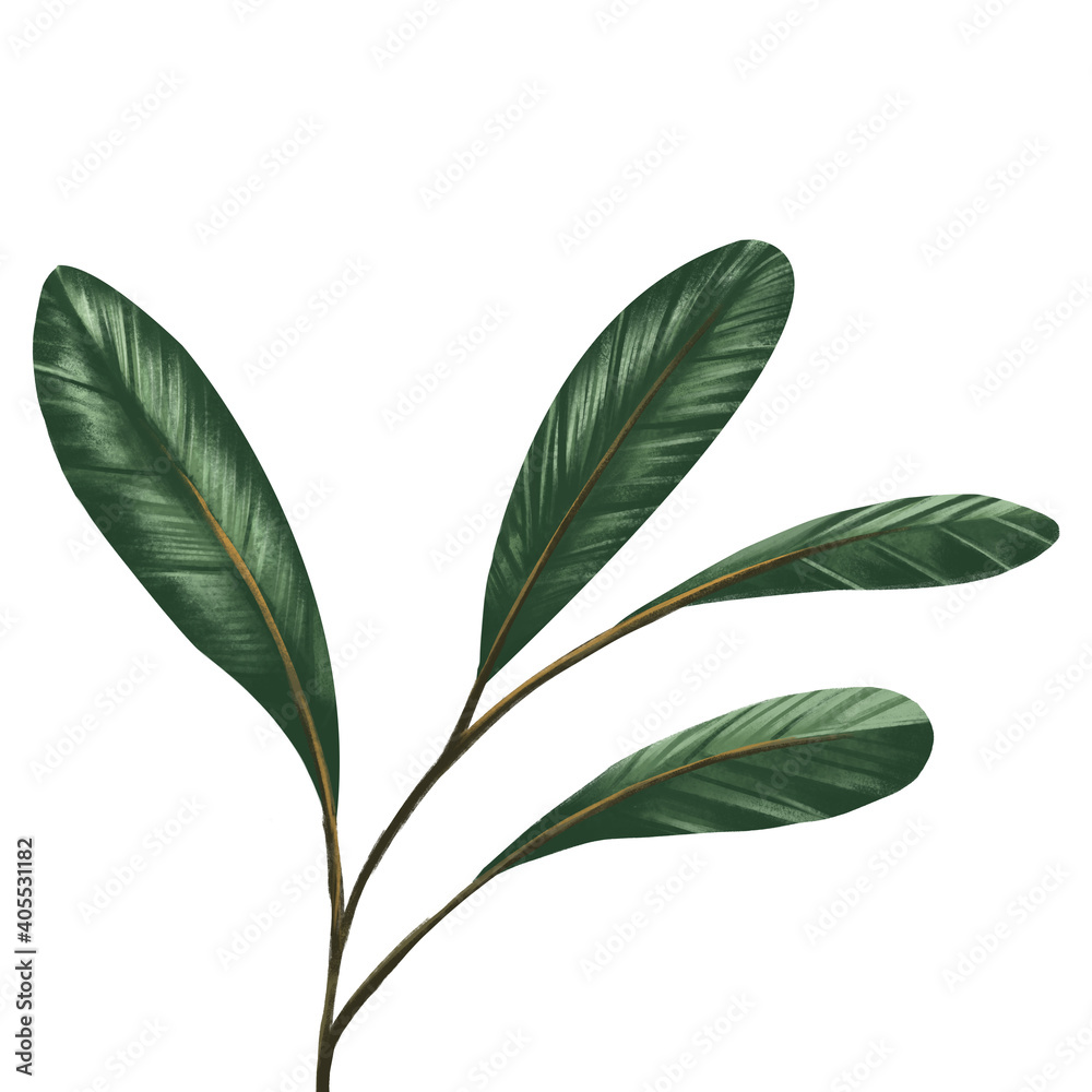 Green leaves illustration style. On white background. For decorate your design with template. Create by digital painting .