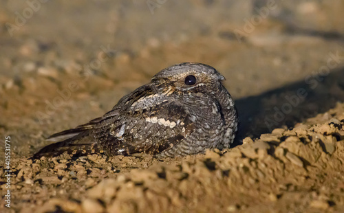 Risky European nightjar (Caprimulgus europaeus) sits and rests on sandy road at spring night photo