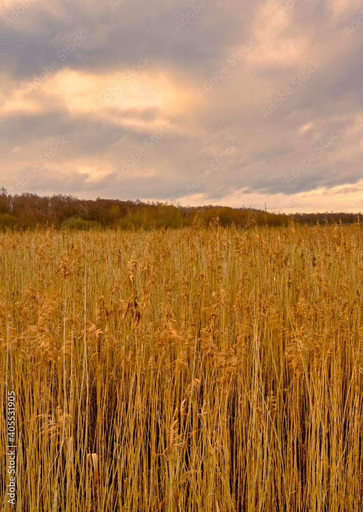 Obraz premium A boardwalk in a marshland full of reeds in golden color. Picture from Lund, southern Sweden