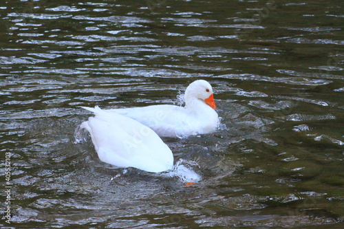 hermoso patos blancos bañandose en el rio y nadando