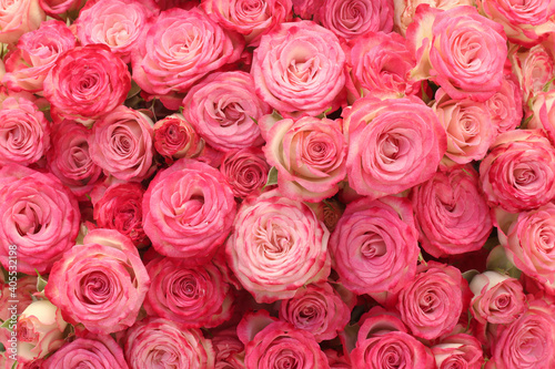 Pink roses background. 