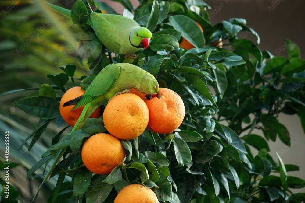 Two green parrots on top of an orange tree in Tel Aviv
