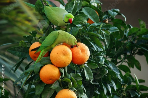 Two green parrots on top of an orange tree in Tel Aviv
