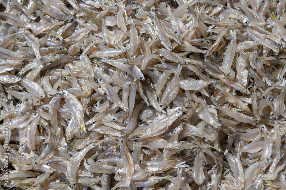 Dried Small fish used in Asian cuisine Dried Small fish used in Asian cuisine