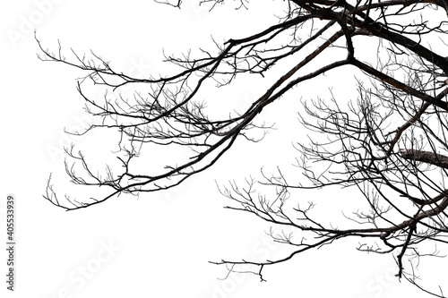 Tree Bare Branches on a pale blue sky background copy space
