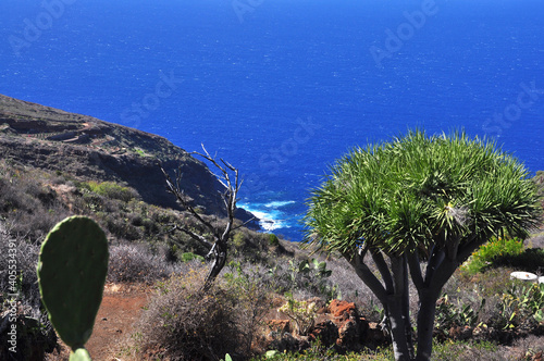  Kanarische Drachenbaum (Dracaena draco) auf Lavagestein, Insel La Palma, Kanaren, Spanien, Europa photo