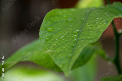 Gocce d'acqua su foglia verde, dettaglio, brina