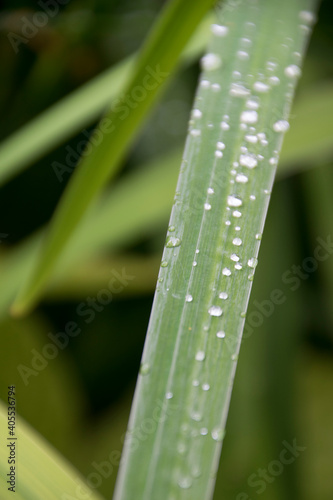 Gocce d'acqua su foglia verde stretta, dettaglio, brina