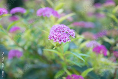 Piccoli fiori rosa cespuglio, dettaglio, sfondo sfocato