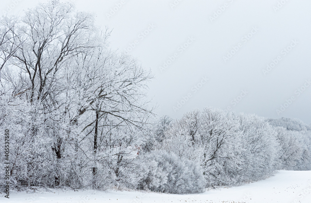 Frost covered trees stand against the sky on a winter day Frost covered trees stand against the sky on a winter day