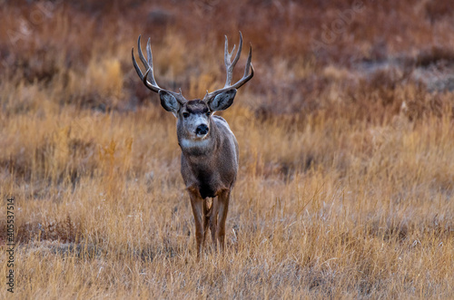 A Mule Deer Buck with Large Antlers in Autumn © Kerry Hargrove