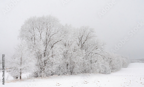 Frost covered trees stand against the sky on a winter day photo