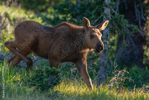 A Baby Moose Calf Roaming the Colorado Mountains on a Spring Morning