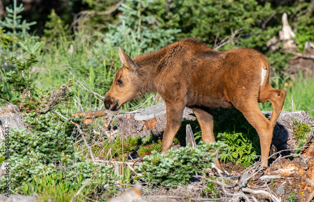A Baby Moose Calf Roaming the Colorado Mountains on a Spring Morning A Baby Moose Calf Roaming the Colorado Mountains on a Spring Morning