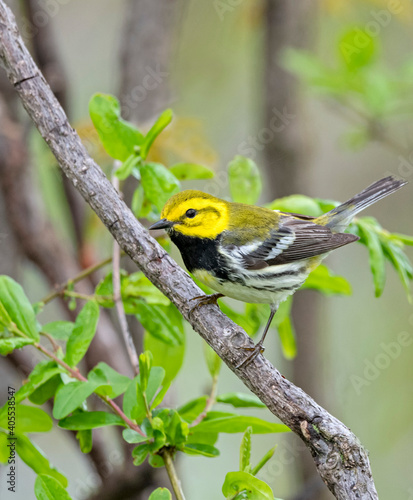 Fotografie, Obraz Black-throated Green Warbler