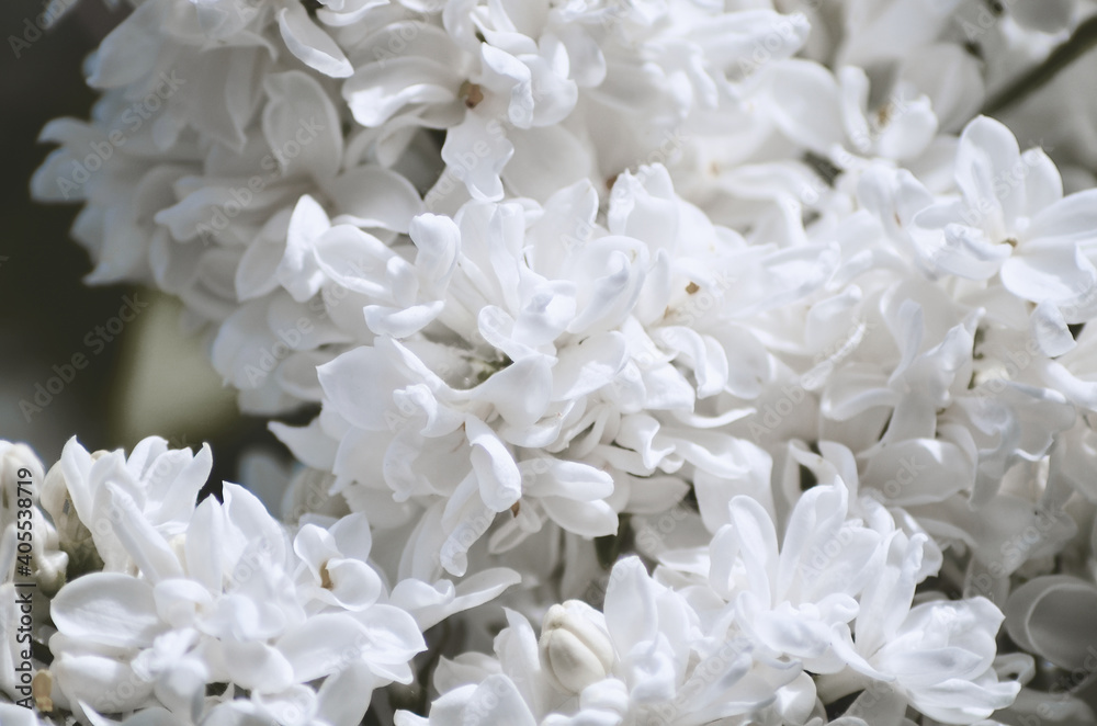 White acacia flowers close up spring background texture White acacia flowers close up spring background texture