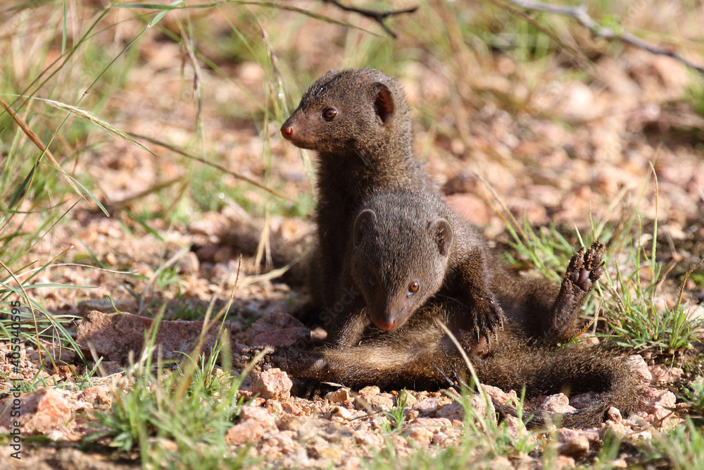 Südliche Zwergmanguste / Dwarf mongoose / Helogale parvula Südliche Zwergmanguste / Dwarf mongoose / Helogale parvula