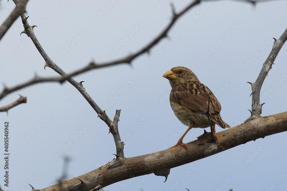 Maskenweber / Southern masked weaver / Ploceus velatus Maskenweber / Southern masked weaver / Ploceus velatus