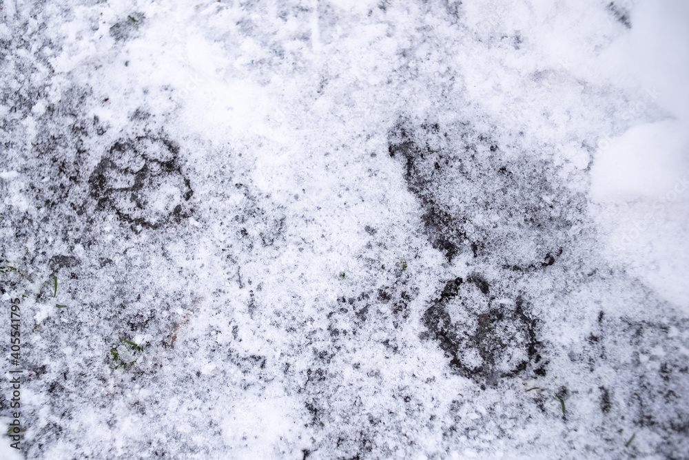 The footprints of the beast in the snow. Cat footprints on ice.