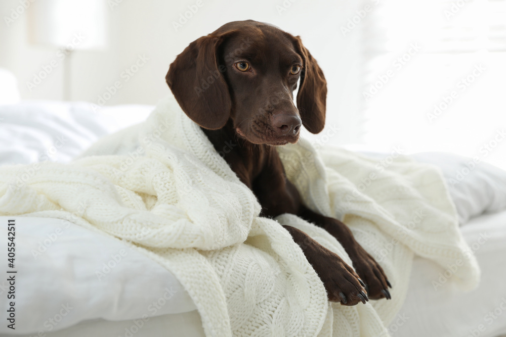Adorable dog under plaid on bed at home Adorable dog under plaid on bed at home