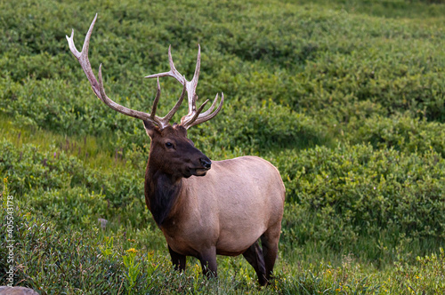 Wallpaper Mural A Large Bull Elk in the Mountains on a Summer Morning Torontodigital.ca