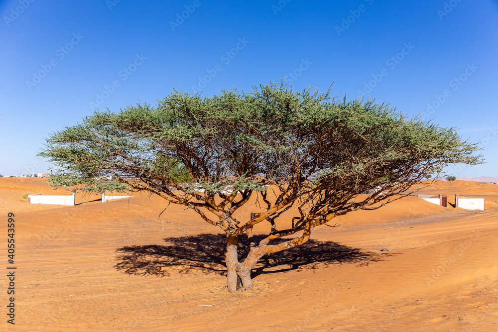 Single Acacia tree on a sandy desert in Al Madam buried ghost village in United Arab Emirates.