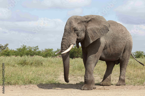 Afrikanischer Elefant   African elephant   Loxodonta africana