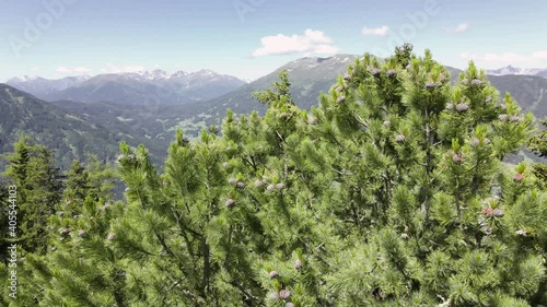 zirben zapfen auf der krone einer alten zirbe im hintergrund eine gebirgskette