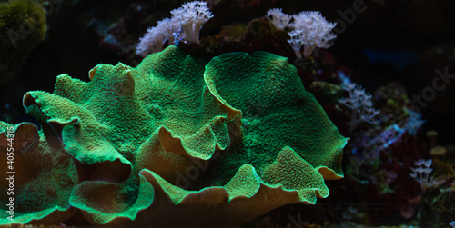 This is two bright green Rhodactis mushrooms on a a rock. photo