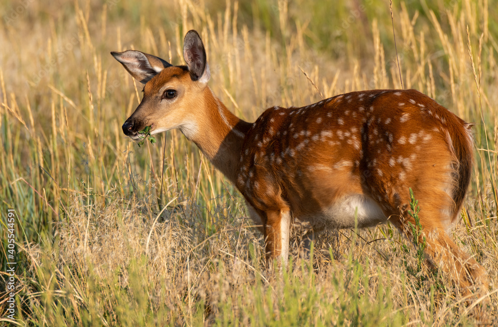 A White-tailed Deer Fawn Grazing in a Field A White-tailed Deer Fawn Grazing in a Field
