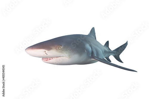 Lemon Shark isolated on white background. 