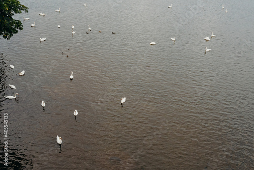 Swans on Vltava river in Prague. Traveling in Czech Republic