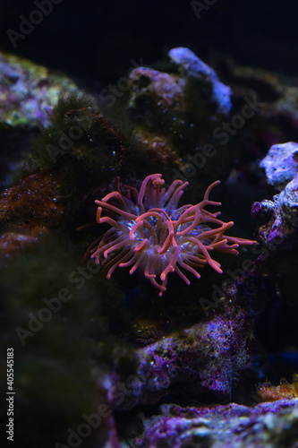 Urticinopsis antarctica Antarctic pink anemone underwater close up detail