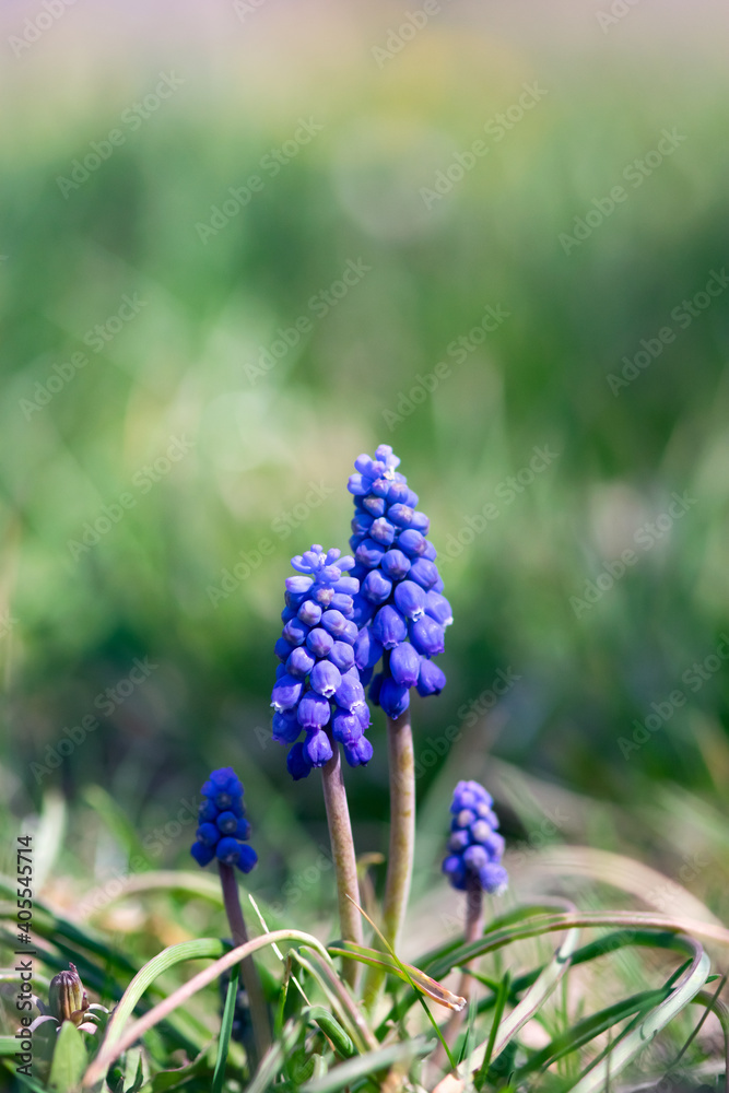 Blue Muscari with Green Background Blue Muscari with Green Background