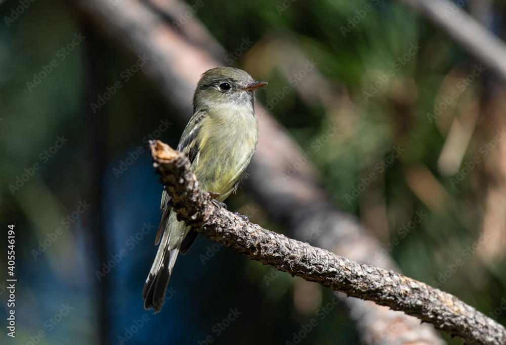 Naklejka premium A Hammond's Flycatcher Perched on a Branch Waiting for a Meal to Fly By