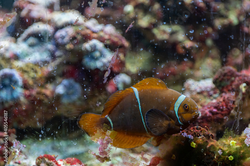Colorful reef fish. Ocellaris clownfish, Amphiprion ocellaris, also known as the false percula clownfish or common clownfish