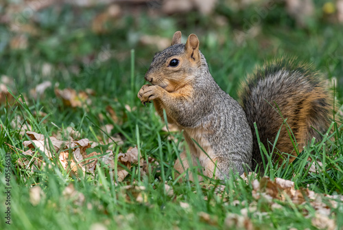 An Adorable Fox Squirrel Feeding on a Suburban Lawn