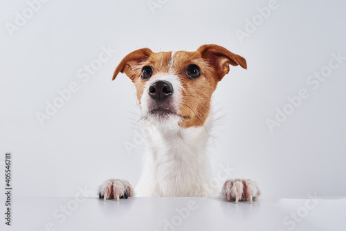 Jack Russell terrier dog with paws on table. Portrait of cute dog