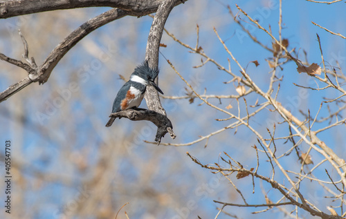 A Belted Kingfisher Perched in a Branch Waiting To Catch Food photo