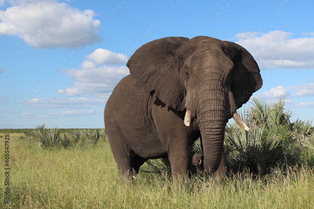 Fototapeta premium Afrikanischer Elefant / African elephant / Loxodonta africana