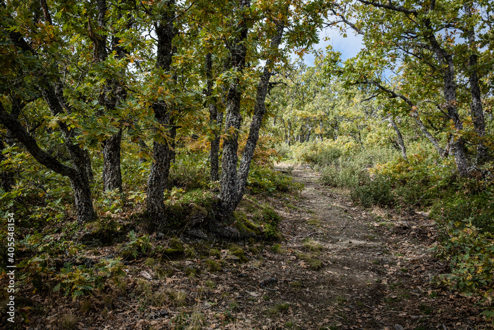 Sierra Norte de Guadalajara Natural Park, Cantalojas, Guadalajara, Spain