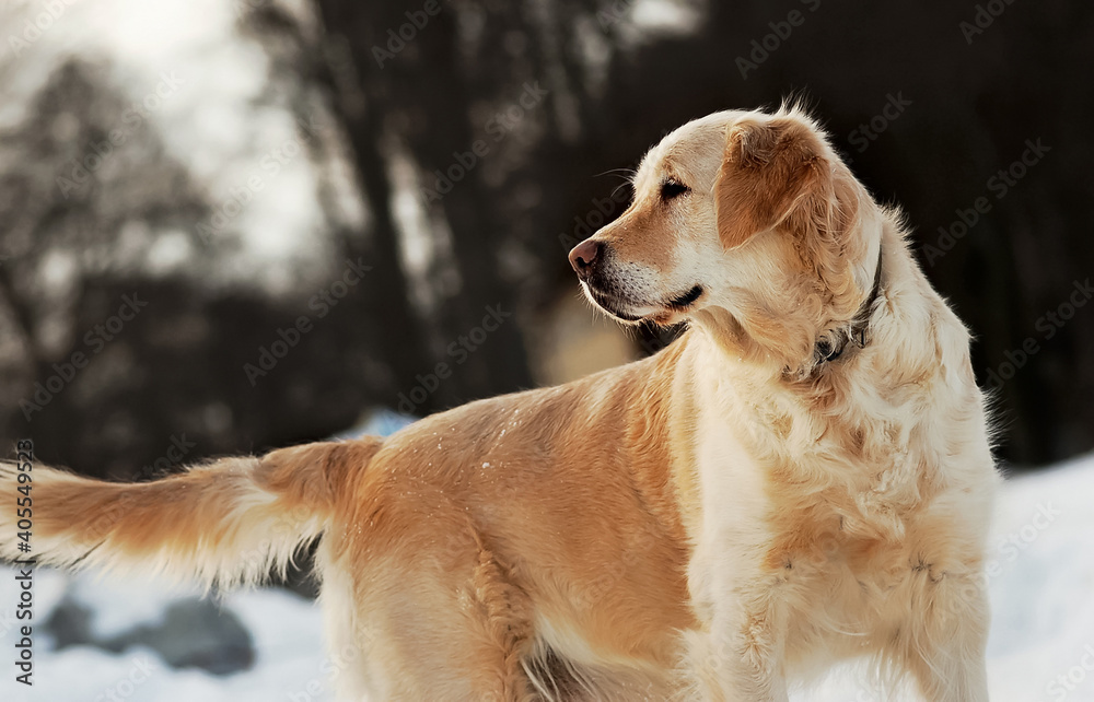 Happy golden retriever in winter, snow Happy golden retriever in winter, snow