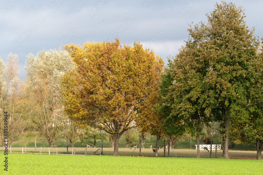 Naklejka premium Herbststimmung an einem Wildgehege. In diesem Gehege wird Damwild, Rehe, Hirsche und Enten gehalten.