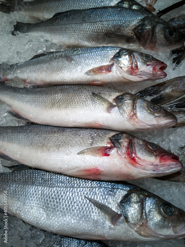 Fresh cooled fish sibias mascara whole on ice