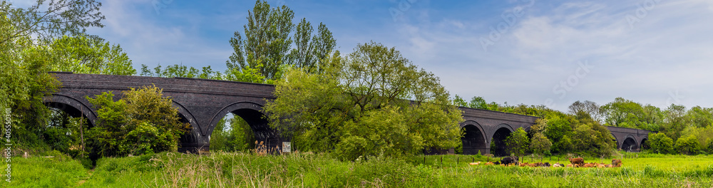 A panorama view of cows grazing on the banks of the River Nene in front of the old railway viaduct at Thrapston, UK in springtime