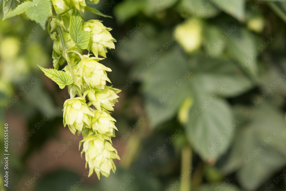 A branch of green hops. Green hop field A branch of green hops. Green hop field