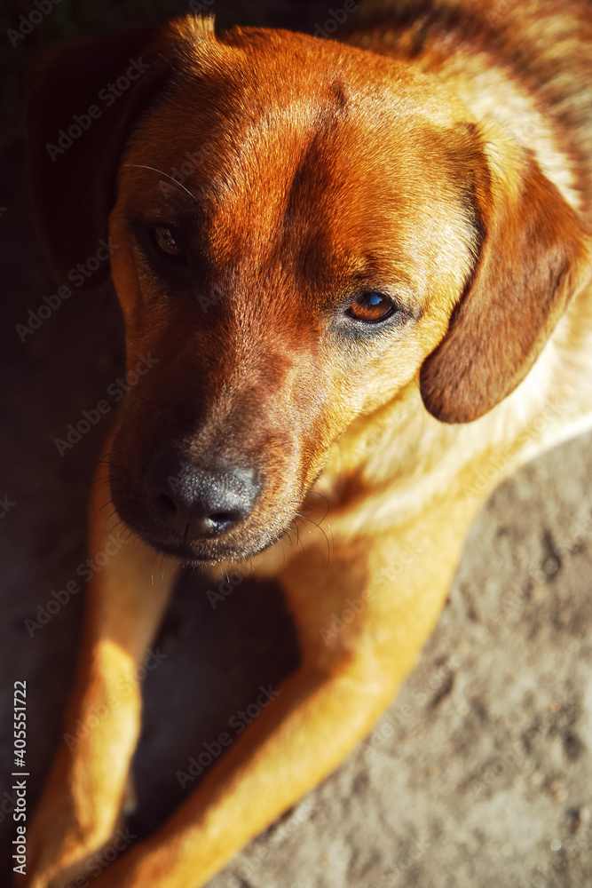 Red dog portrait, strong lights and shadows